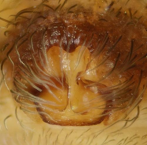 Pardosa saltans